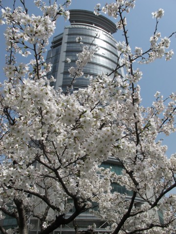 广州路樱花