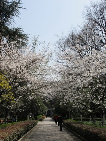 南京大学樱花